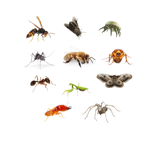 Insectos y plagas